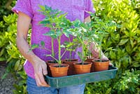 Step by step - Planting Tomato 'Orkado F1' plants into grow bags and adding plant supports