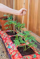Step by step - Planting Tomato 'Orkado F1' plants into grow bags and adding plant supports