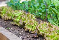 Lettuces 'Lollo Rosso' growing in raised vegetable bed