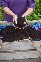 Step by step - Using a recycled wooden crate, hessian sack and liner to create a container to plant Tomotoes 'Sweet 'n' Neat' and 'Tumbling Tom Red'