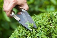 Step by step - Trimming container planted Buxus sempervirens