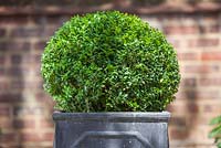 Step by step - trimming and shaping topiary in container - Buxus sempervirens