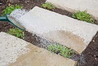 Step by step - planting Thymus 'Goldstream' and 'Russettings' between paving slabs
