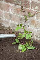 Step by step - Creating plant support with eyes and wires for Cobaea scandens