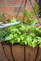 Step-by-step - Planting a shade loving hanging basket, watering in