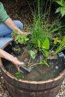 Creating a water feature - adding plants to wooden barrel