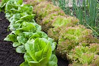 Step-by-step - Rows of lettuce growing in raised vegetable bed