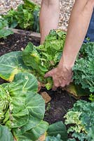 Step-by-step - Removing diseased and damaged cabbages from raised vegetable bed