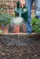 Step-by-step - Planting spring greens from seed in a raised vegetable bed, watering