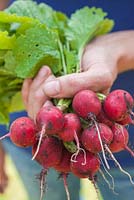 Step-by-step - Growing radish 'Scarlet globe' and harvesting in early summer