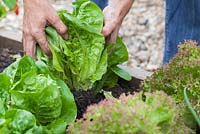 Step-by-step - Growing lettuces 'Lollo Rosso' and 'Little Gem' in raised bed 