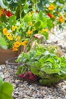Step-by-step - Growing lettuces 'Lollo Rosso' and 'Little Gem in raised bed, radishes and lettuces in basket