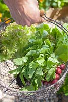 Step-by-step - Growing radish 'Scarlet globe', lettuces 'Lollo Rosso' and 'Little Gem' in raised bed 