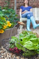 Step-by-step - Growing lettuces 'Lollo Rosso' and 'Little Gem' and radishes in raised vegetable bed