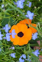 Lobelia 'Fontain Blue' and Thunbergia alata syn. Black eyed Susan Step-by-step - Planting an orange and blue container 