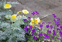 Aubrieta 'Dr Mules Variegata' with Artemisia 'Powis Castle' and Argyranthemum 'Crested Yellow'
