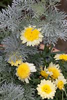 Artemisia 'Powis Castle' with Argyranthemum 'Crested Yellow'