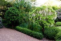 Wisteria floribunda 'Alba' and Buxus - Moleshill House, Surrey
