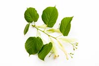 Tilia tomentosa - Silver Lime or Silver Linden tree leaves