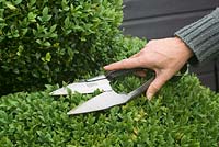 Cutting Box topiary with shears