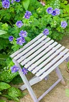Garden seat with purple flowered hardy Geranium x magnificum