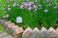 Allium schoenoprasum - Chives in flower with metal plant label, brick lined border Norfolk, UK
