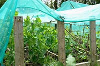 Garden Peas under protective netting for protection from pigeons and game birds, Norfolk, UK, June