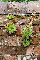 Sempervivums established on old red brick wall, Norfolk, UK, June