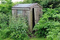 Overgrown garden shed, Norfolk, UK, June