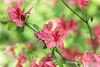 Rhododendron kaempferi