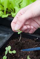 Pricking out young cabbage plants, Cabbage 'Greyhound'