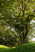 Ulmus x hollandica 'Major' - Dutch Elm tree in May, Adelaide Crescent, Brighton, East Sussex
