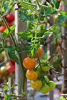 Ripening tomatoes 'Brillantino'