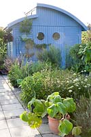Allium tuberosum, In front of a blue painted modern styled garden house with round wagon roof, beds with herbs