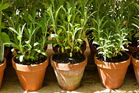 Clay pots with Salvia lavandulifolia 