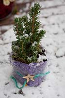 Advent arrangement with Picea in a pot wrapped with felt