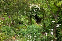 Rose arch in a garden with perennial planting, Digitalis purpurea, Hesperis matronalis 'Alba' and Hosta