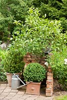 in the angle of a brick stone wall, plants in terracotta pots and a tin watering can