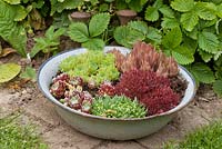 In an enamel bowl, planting of Fragaria vesca and Sempervivum
