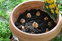 Plantation of daffodil bulbs in clay pot