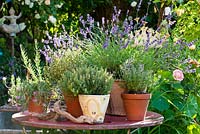 Display of Herbs in clay pots on metal table - Lavandula angustifolia, Lavandula stoechas, Rosa, Thymus