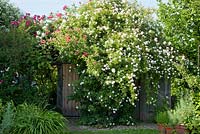 Rosa 'Rambling rector' - Climbing rose  arching over garden shed