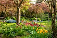 Spring garden with exceptional tree trunk and Myosotis, Prunus - Silene dioica, Sorbus aucuparia and Tulipa