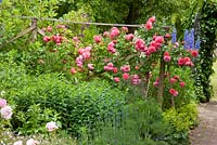 Climbing rose and perennials. Rosa 'Leonardo da Vinci', Alchemilla mollis, Delphinium and Lavandula angustifolia