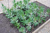 Vicia faba 'The Sutton' - Broad Bean in raised bed and supported with string and canes