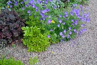 Summer border with Geranium himalayense 'Gravetye' and Heuchera 'Purple Petticoats' softening the edge of a gravel path