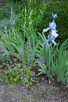 Summer border with Geranium 'Bill Wallis', Iris germanica 'Jane Philips' and clipped Lonicera nitida by gravel path