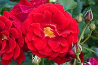 Rosa Red Pearl 'Jaccrimb' 