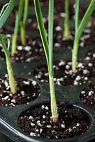 Allium sativum 'Casablanca' Garlic plants started early in multi-cell tray