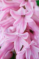Hyacinthus orientalis 'Fondant'
